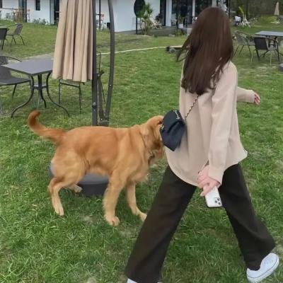 苍蝇之母